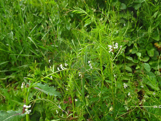 Zweisamen-Wicke (Vicia hirsuta)