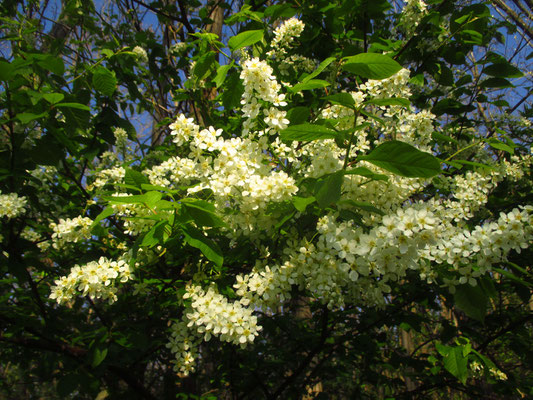 Echte Traubenkirsche (Prunus padus)