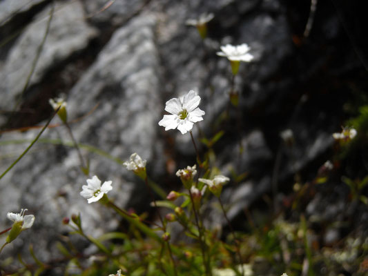 Kleiner Strahlensame (Heliosperma pusillum s.lat.)