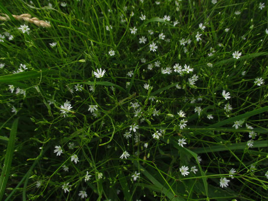 Gras-Sternmiere (Stellaria graminea)