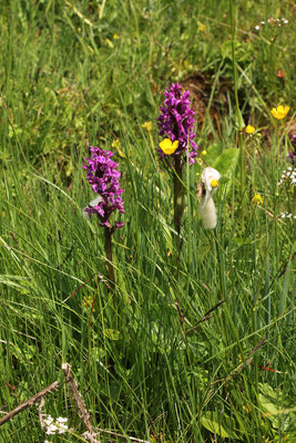 Breitblatt-Fingerwurz (Dactylorhiza majalis) | Familie: Orchideen (Orchidaceae)