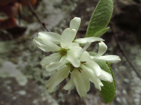 Echte Felsenbirne (Amelanchier ovalis)