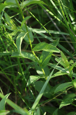 Weidenblatt-Alant (Inula salicina)