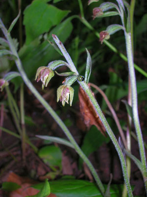 Kleinblatt-Ständelwurz (Epipactis microphylla)