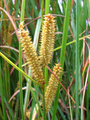 Schnabel-Segge (Carex rostrata)