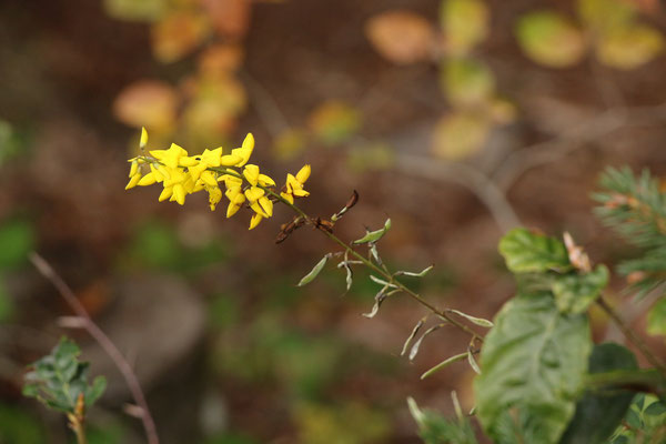 Trauben-Geißklee (Cytisus nigricans)