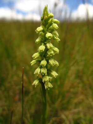 Gewöhnliches Weißzüngel (Pseudorchis albida)