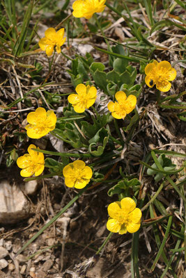 Bastard-Hahnenfuß (Ranunculus hybridus)
