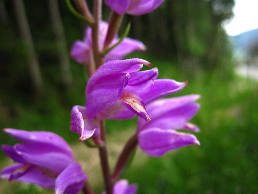 Purpur-Waldvöglein (Cephalanthera rubra)