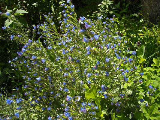 Gewöhnlicher Natternkopf (Echium vulgare)