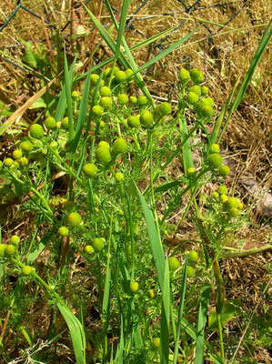 Strahlenlose Kamille (Matricaria discoidea)