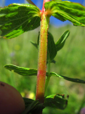 Flecken-Johanniskraut (Hypericum maculatum)