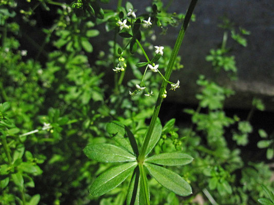 Wiesen-Labkraut (Galium mollugo)