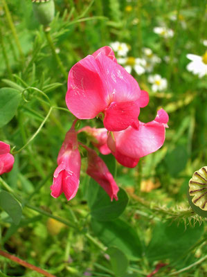 Knollen-Platterbse (Lathyrus tuberosus)