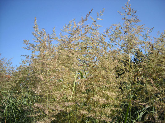 Schilf-Reitgras (Calamagrostis epigejos)