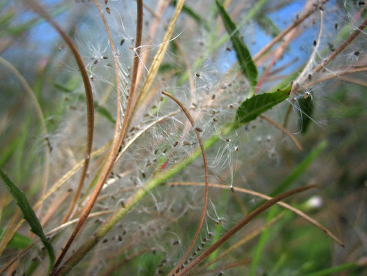 Blasses Weidenröschen (Epilobium roseum)