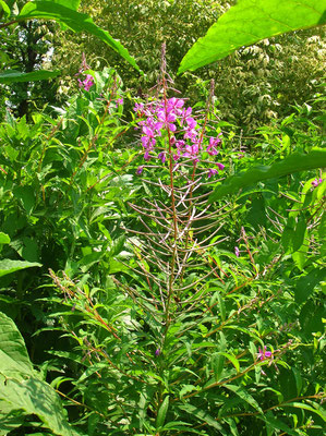 Waldschlag-Weidenröschen (Epilobium angustifolium)