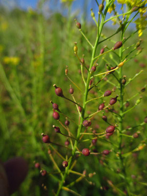 Österreich-Sumpfkresse (Rorippa austriaca)