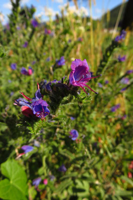 Gewöhnlicher Natternkopf (Echium vulgare)