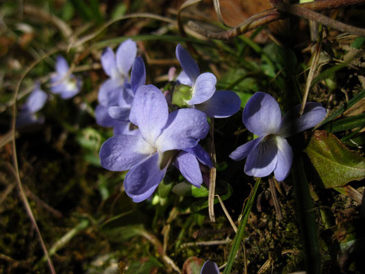 Wiesen-Veilchen (Viola hirta)