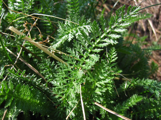 Echte Schafgarbe (Achillea millefolium agg.)