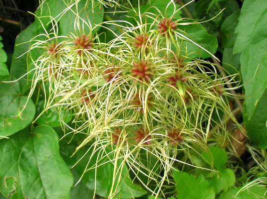 Gewöhnliche Waldrebe (Clematis vitalba)