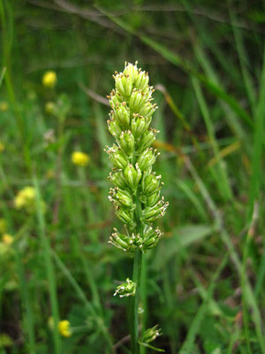 Kelch-Simsenlilie (Tofieldia calyculata)