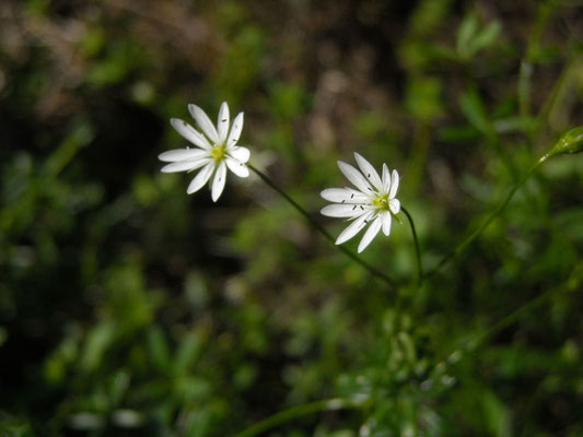 Gras-Sternmiere (Stellaria graminea)