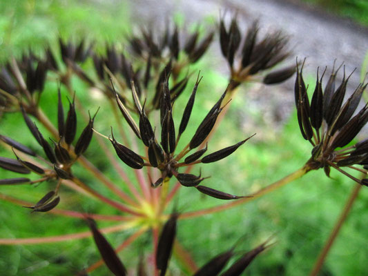 Wimper-Kälberkropf (Chaerophyllum hirsutum)