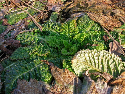 Wilde Karde (Dipsacus fullonum)