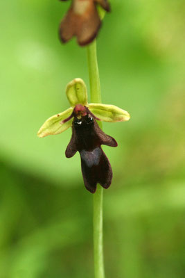 Fliegen-Ragwurz (Ophrys insectifera)