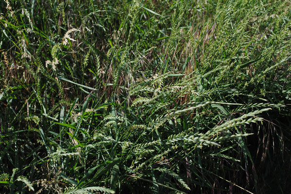 Acker-Quecke (Elymus repens)