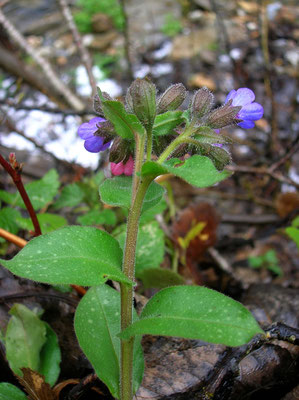 Echtes Lungenkraut (Pulmonaria officinalis)