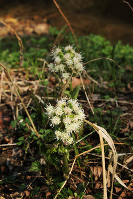 Weiße Pestwurz (Petasites albus) | Fam. Korbblütler (Asteraceae) 