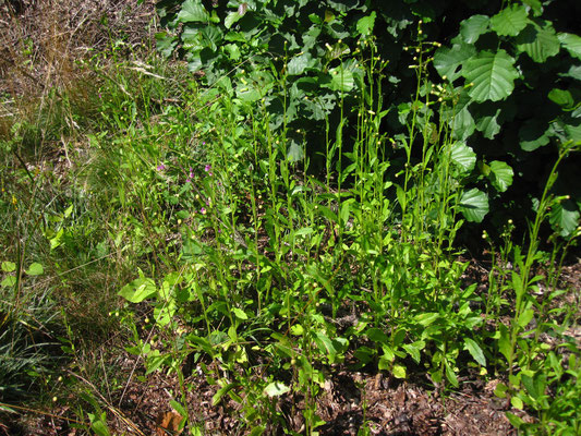 Habichtskraut-Scheingreiskraut (Erechtites hieraciifolia)