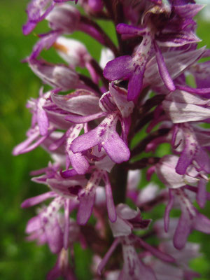 Helm-Knabenkraut (Orchis militaris)