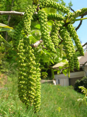 Echte Walnuss (Juglans regia) | männliche Blüten