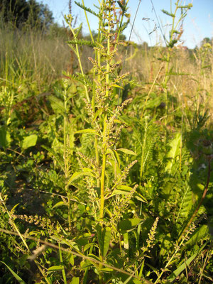 Vielsamen-Gänsefuß (Chenopodium polyspermum)