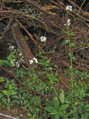 Matronen-Nachtviole (Hesperis matronalis subsp. candida)