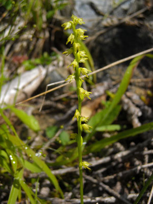 Honig-Einknolle (Herminium monorchis)