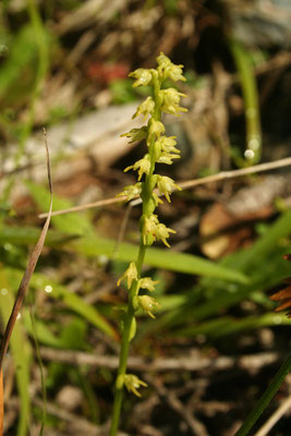 Honig-Einknolle (Herminium monorchis)