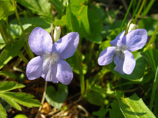 Hain-Veilchen (Viola riviniana)