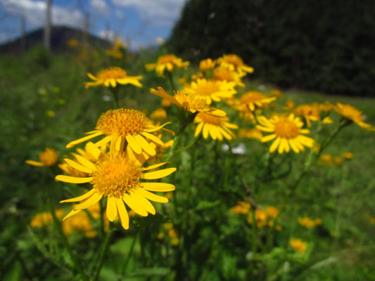 Berg-Greiskraut (Senecio subalpinus)