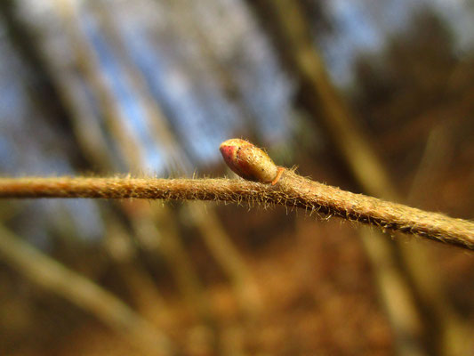 Sommer-Linde (Tilia platyphyllos) | Knospe