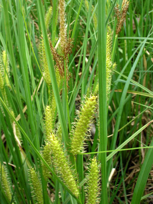 Schnabel-Segge (Carex rostrata)