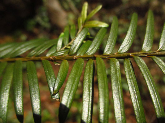 Europa-Eibe (Taxus baccata) 