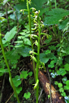 Europa-Korallenwurz (Corallorrhiza trifida)