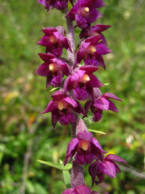 Rot-Ständelwurz (Epipactis atrorubens)