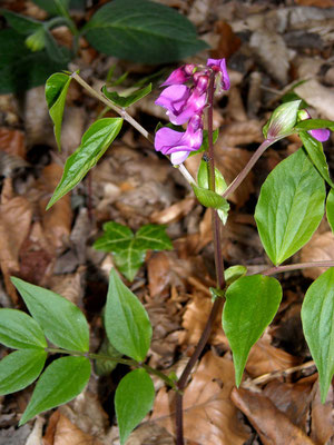 Frühlings-Platterbse (Lathyrus vernus)