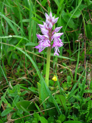 Helm-Knabenkraut (Orchis militaris)